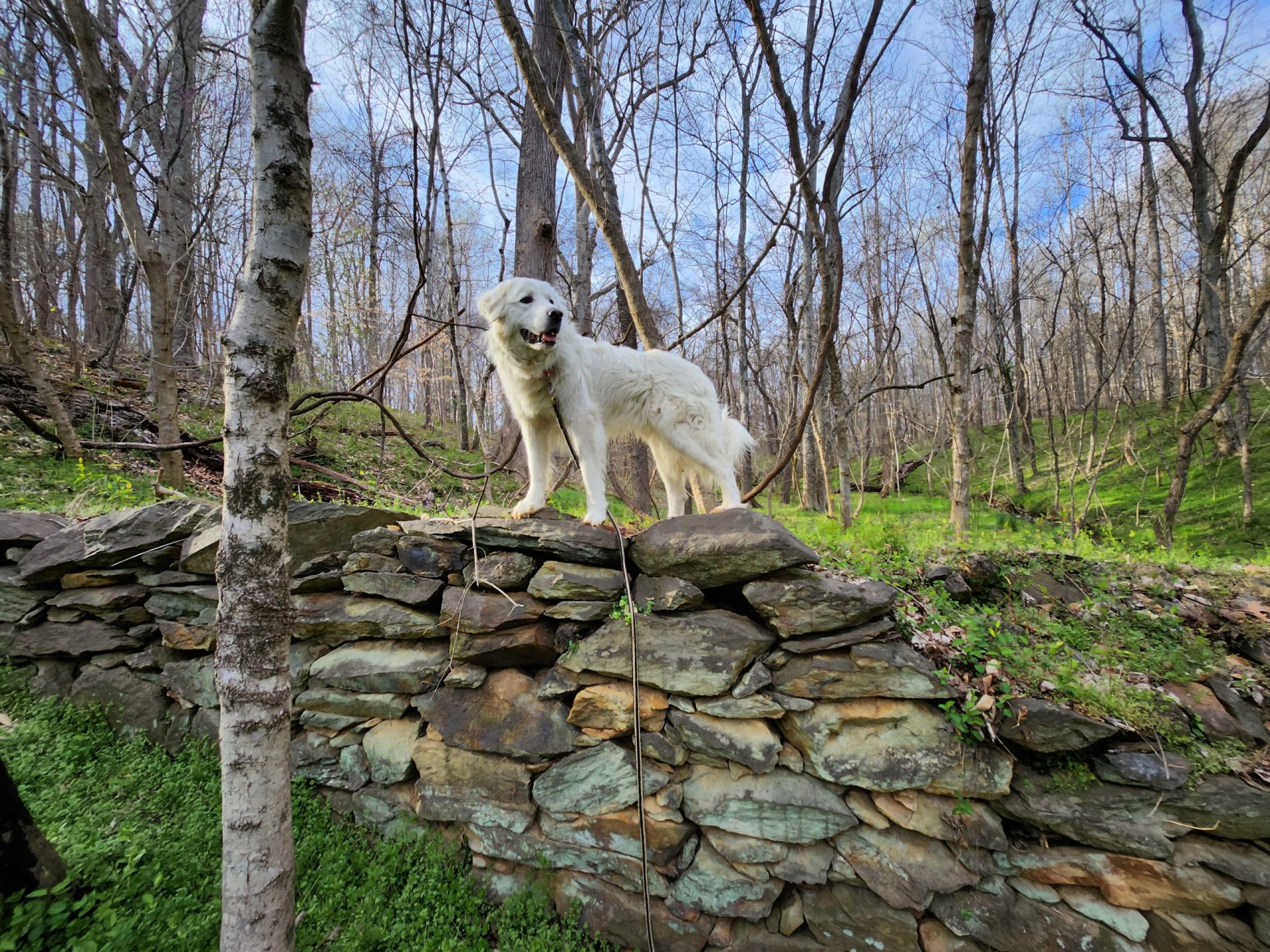 Exploring the Great Outdoors with Your Dog: A Guide to Backpacking with Your Furry Companion