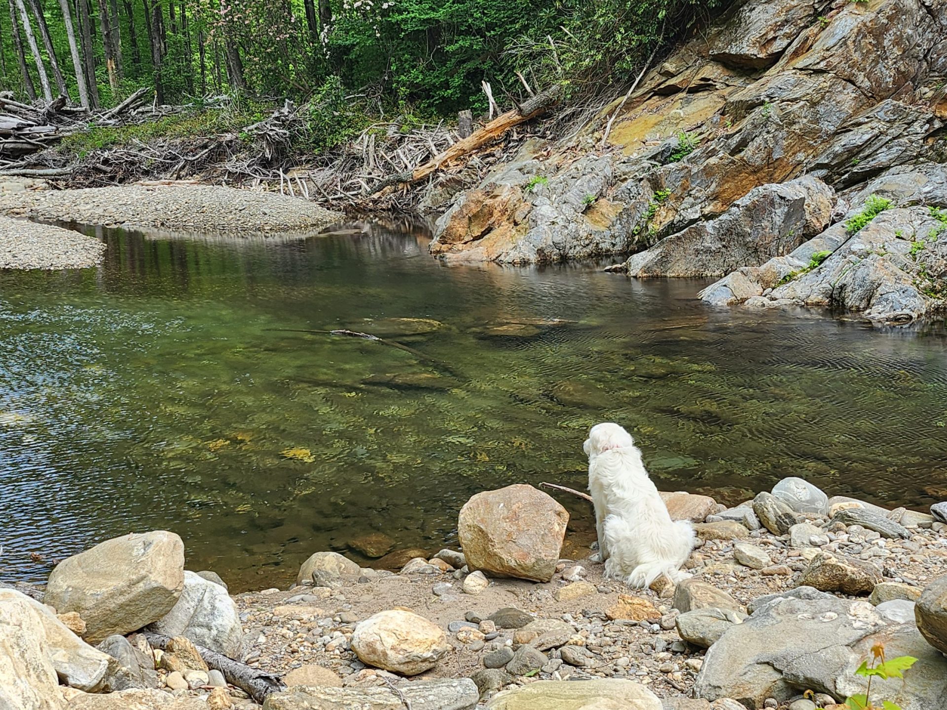 7 Best Swimming Holes Near Asheville NC With Deep Mountain Pools