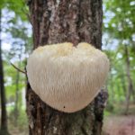 Lion's Mane