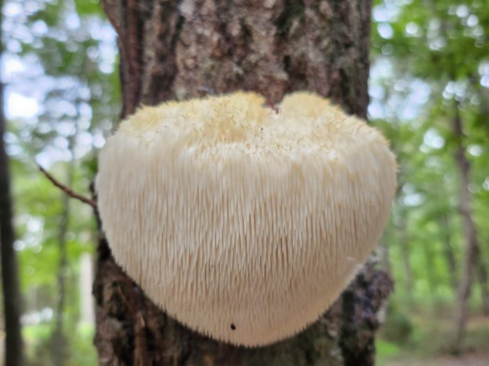 Lion's Mane
