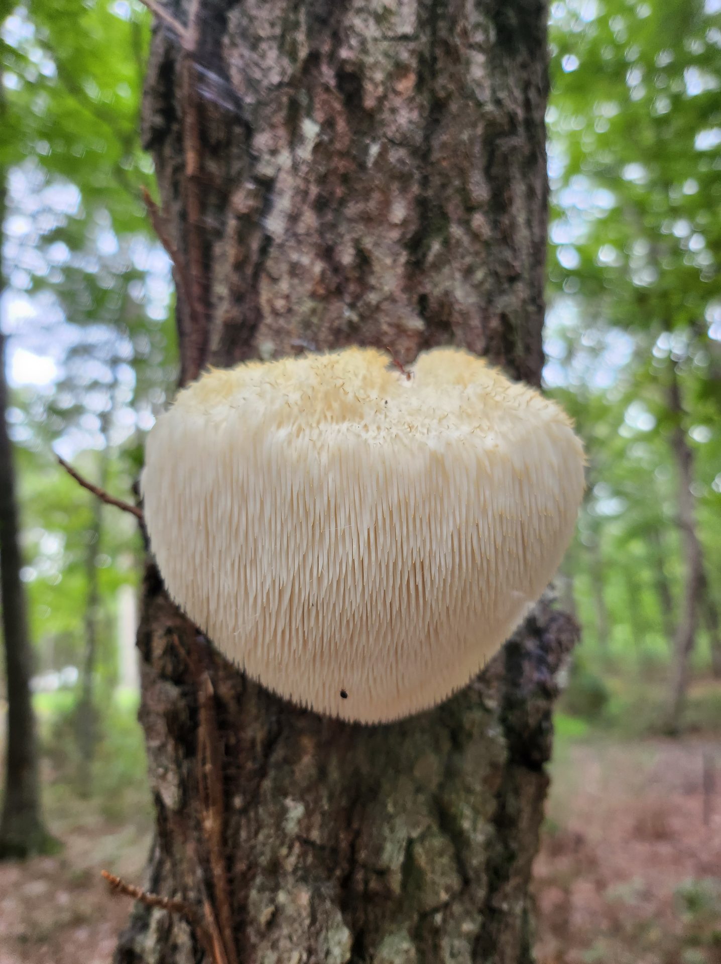 The Mushroom That Looks Like a Brain and Tastes Like Crab: Foraging Lion’s Mane in Western North Carolina