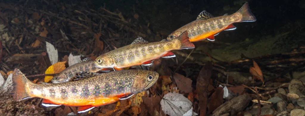 brook trout