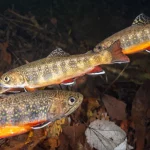 brook trout