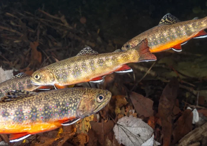 brook trout