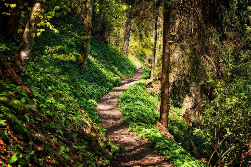 A forest hiking trail bathed in golden morning light