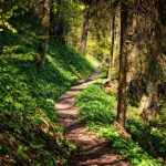 A forest hiking trail bathed in golden morning light