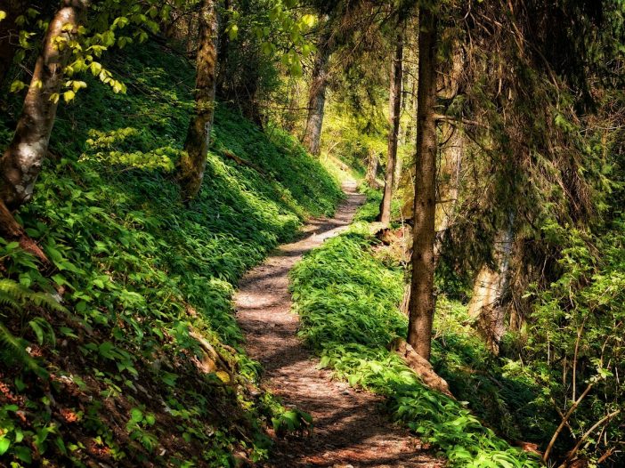 A forest hiking trail bathed in golden morning light