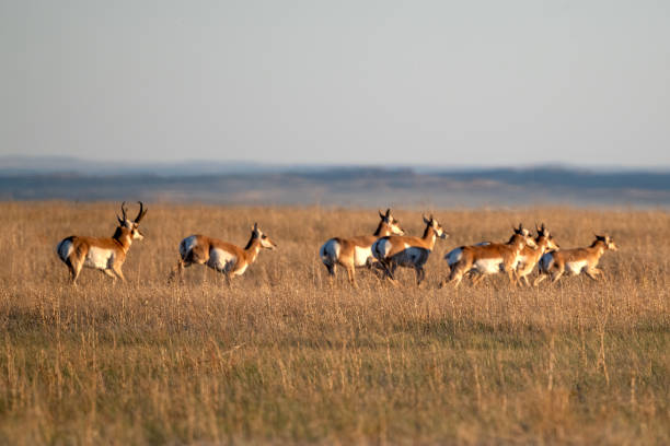 pronghorn antelope