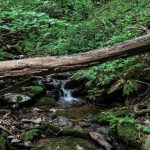 laurel creek