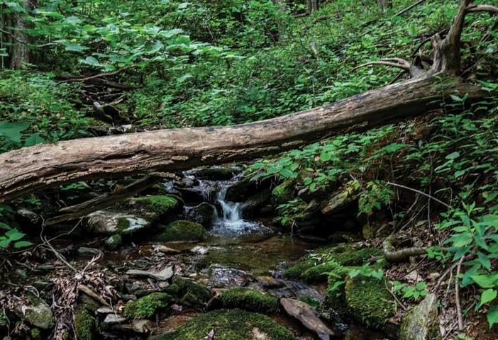 laurel creek