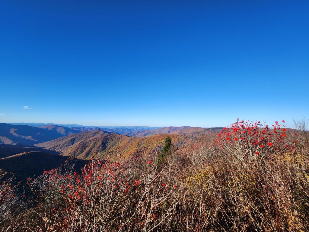 Balsam in Autumn