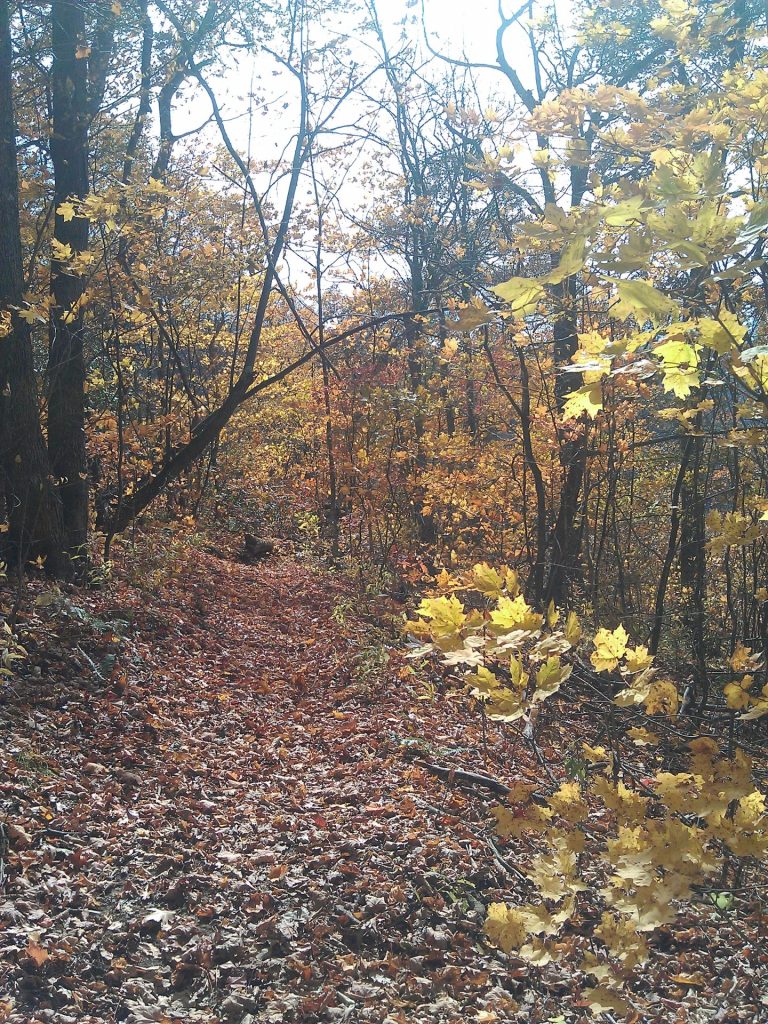 Trail in Autumn