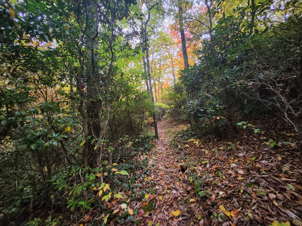 Trail and Leaves